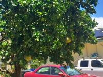 Large Jabong Fruit Tree