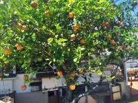 Chinese Orange Tree